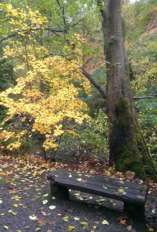 Autumn in Carkeek Park (by Dan Keusal)