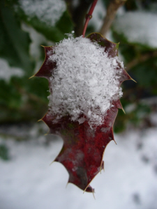 "Snow on Red Holly" (photo by Dan Keusal)