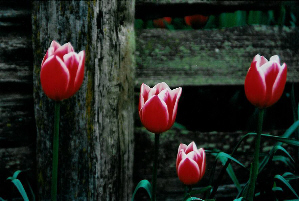Tulips & Weathered Fence (by Dan Keusal)