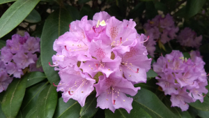 Sheltering in Place: Pink Rhododendron (photo by Dan Keusal)