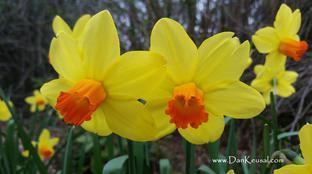 "Daffodils, yellow and orange" by Dan Keusal